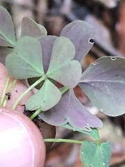 Oxalis chnoodes