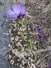 Clarkia cylindrica