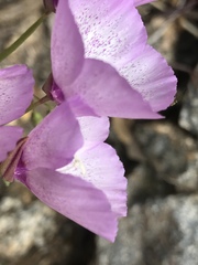 Clarkia cylindrica