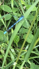 Enallagma cyathigerum