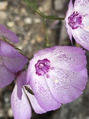 Clarkia cylindrica