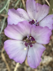Clarkia cylindrica