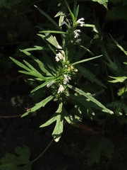 Leonurus sibiricus albiflorus