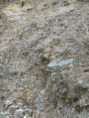Clarkia cylindrica