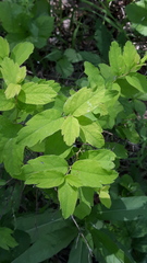 Spiraea media