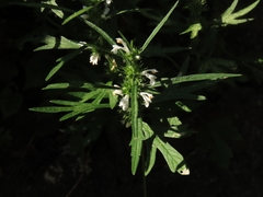 Leonurus sibiricus albiflorus