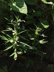 Leonurus sibiricus albiflorus