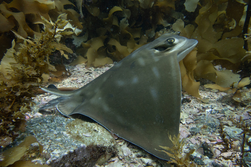 Southern Eagle Ray, photo 5 of 9