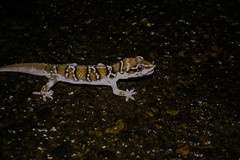Hemidactylus sahgali