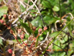 Saxifraga tridactylites