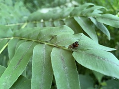 Charitographa mikadonis
