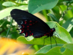 Parides photinus