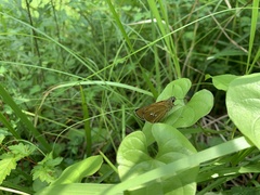 Polytremis pellucida