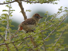 Trachyphonus darnaudii