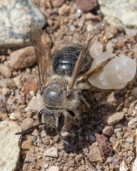 Andrena bradleyi
