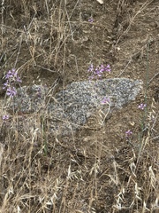 Clarkia xantiana