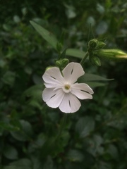 Silene latifolia