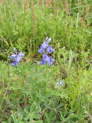 Lupinus subcarnosus