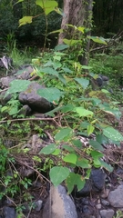 Homalanthus populifolius