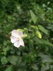 Silene latifolia