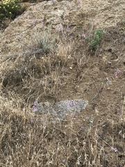 Clarkia xantiana