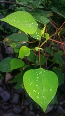 Homalanthus populifolius