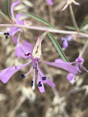 Clarkia xantiana