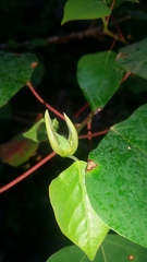 Homalanthus populifolius