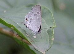 Sinthusa chandrana