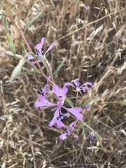 Clarkia xantiana