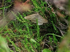 Perconia strigillaria