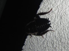 Drymaplaneta semivitta