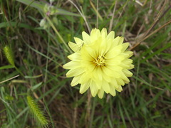 Pyrrhopappus pauciflorus