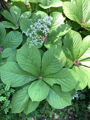 Rodgersia aesculifolia