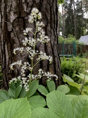 Rodgersia aesculifolia