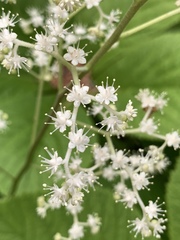 Rodgersia aesculifolia