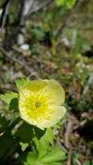 Trollius laxus
