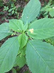Impatiens parviflora