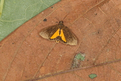 Virbia underwoodi