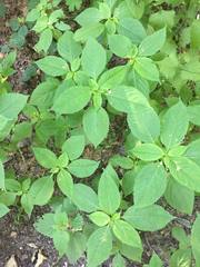 Impatiens parviflora