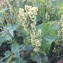 Rumex confertus