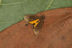 Virbia underwoodi