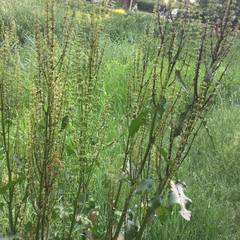 Rumex confertus