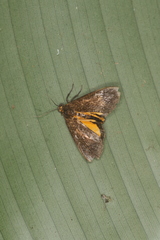 Virbia underwoodi