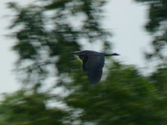 Ixobrychus flavicollis