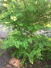 Robinia pseudoacacia