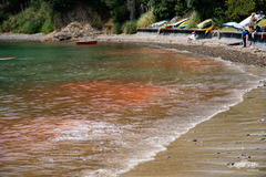 Noctiluca scintillans