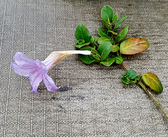 Ruellia pilosa