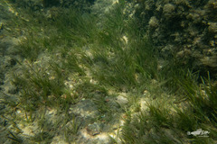 Zostera muelleri