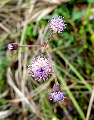 Senecio purpureus